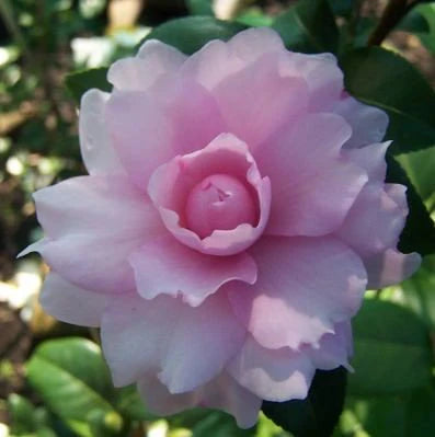 Camellia Sasanqua ‘Sidonnie Megan’ (Sidonnie Megan Camellia)