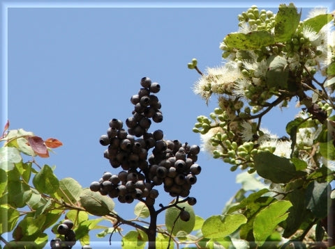 Corymbia torelliana (Cadagaria)
