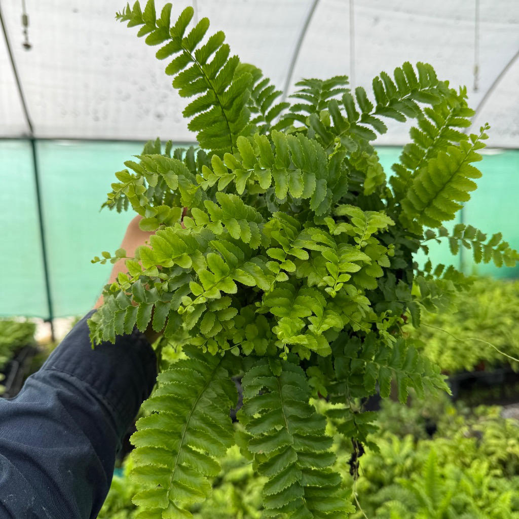 Nephrolepis Exaltata ‘Pom Pom’ (Pom Pom Boston Fern)