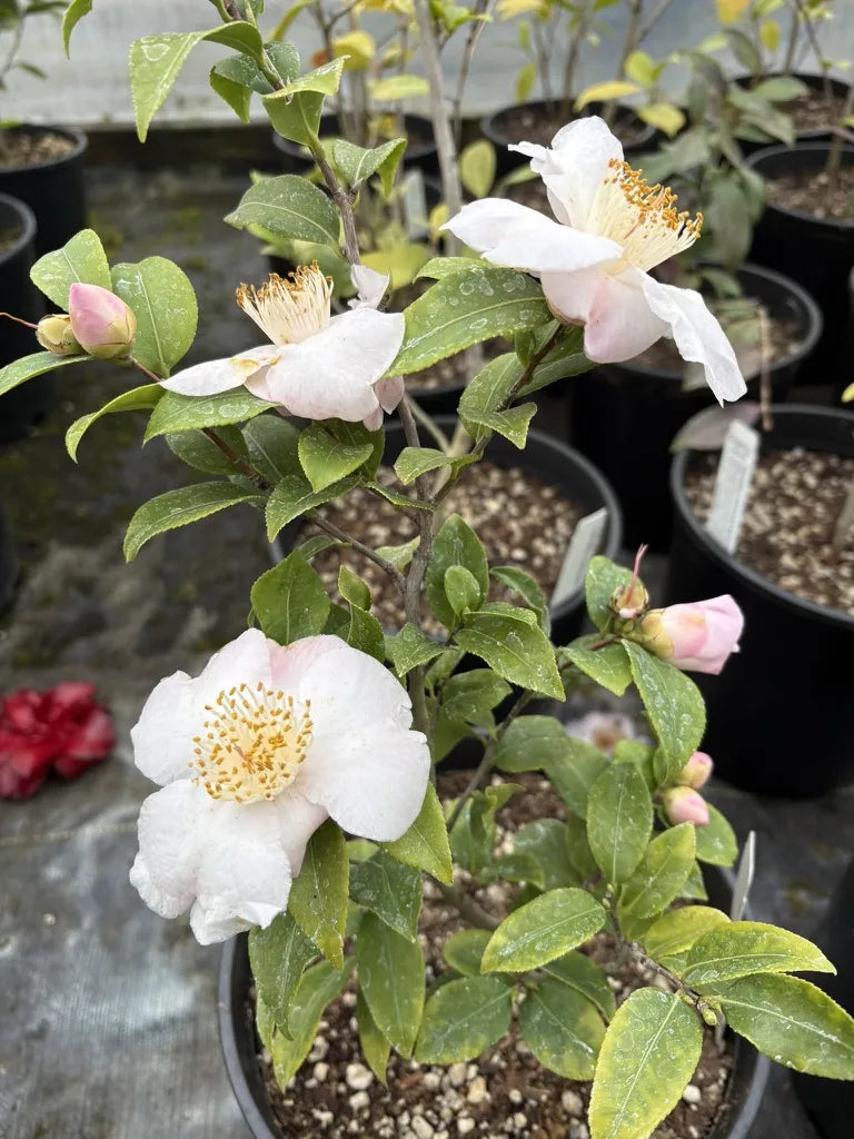 Camellia ‘Spring Mist’