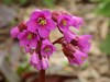 Bergenia ‘Winter Glow’ (Pigsqueak)