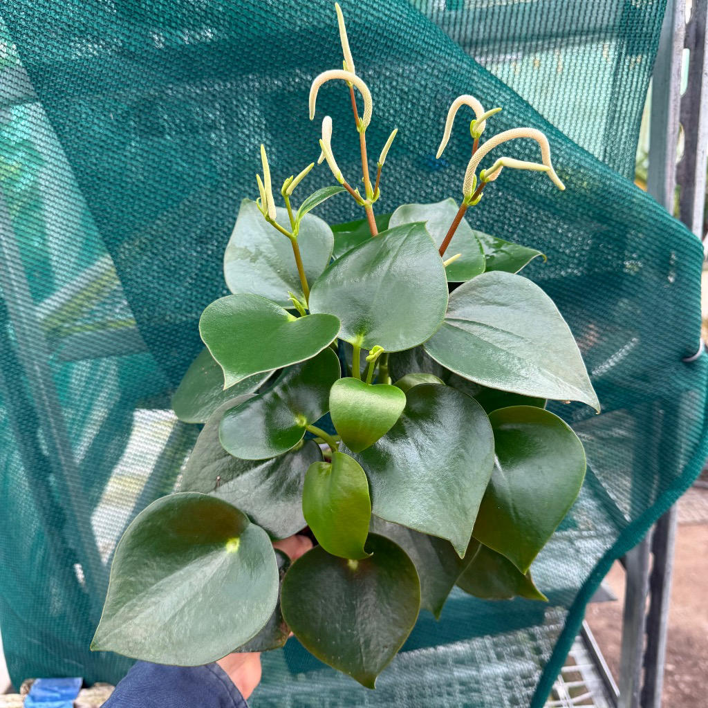 Peperomia polybotrya ‘Tear Drop’ (Raindrop Peperomia)