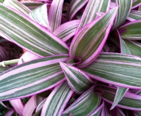 Tradescantia spathacea ‘Stripe Me Pink’ (Variegated Rhoeo)