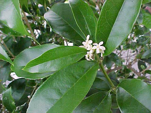 Osmanthus fragrans (Fragrant Olive)