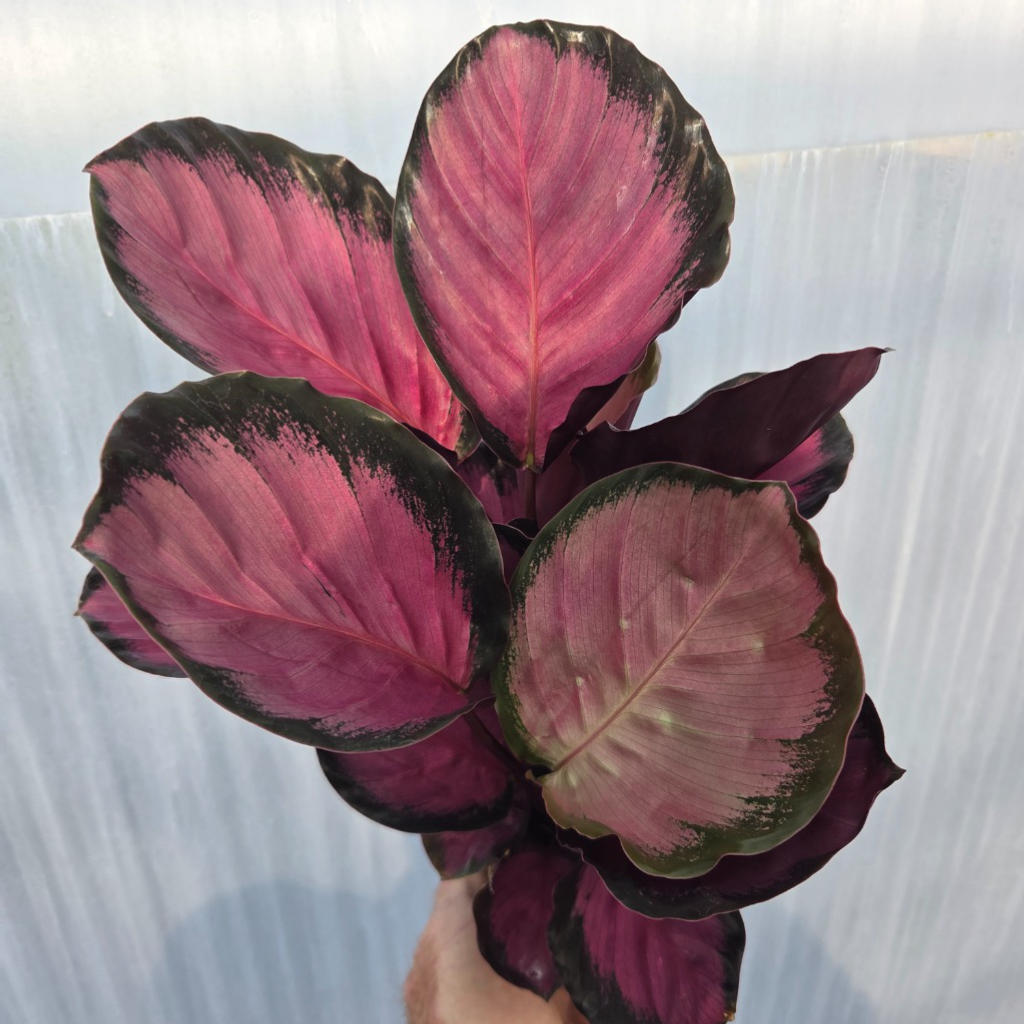 Goeppertia (Calathea) ‘Purple Rose’
