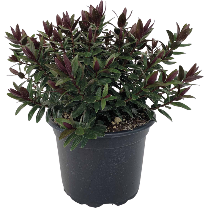 Hebe cultivar (Hebe ‘Pretty n Pink’)