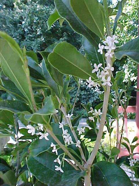 Osmanthus fragrans (Fragrant Olive)