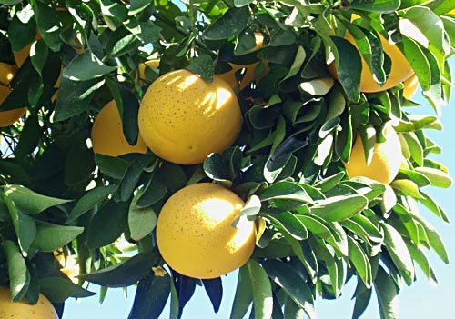 Citrus paradisi 'Wheeny' (Wheeny Grapefruit)