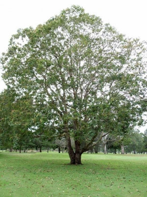 Corymbia torelliana (Cadagaria)