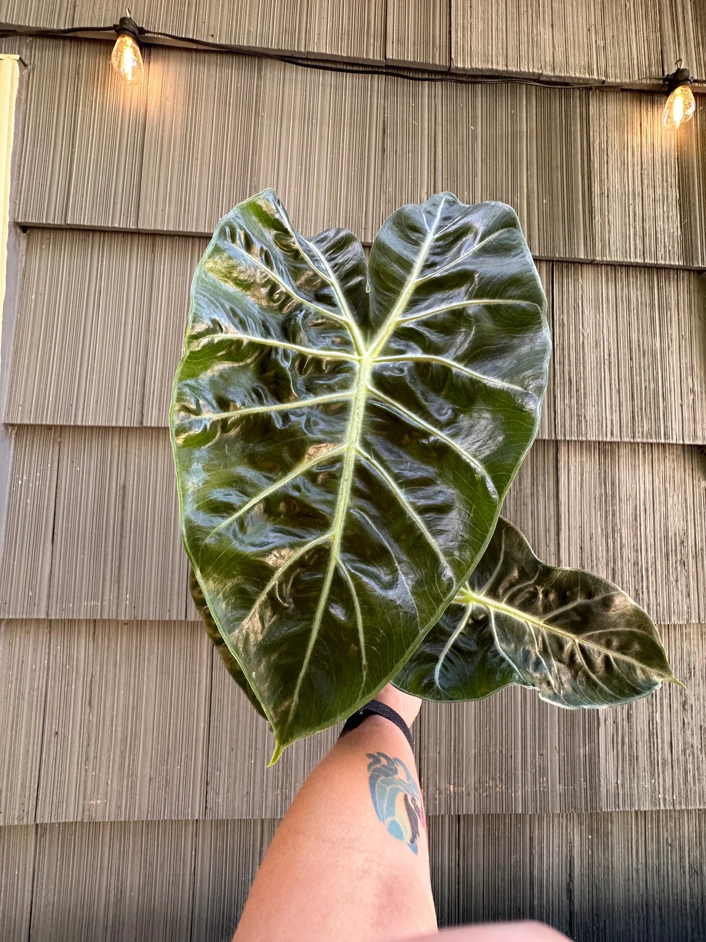 Alocasia ‘Pink Princess’ (Elephant Ear)