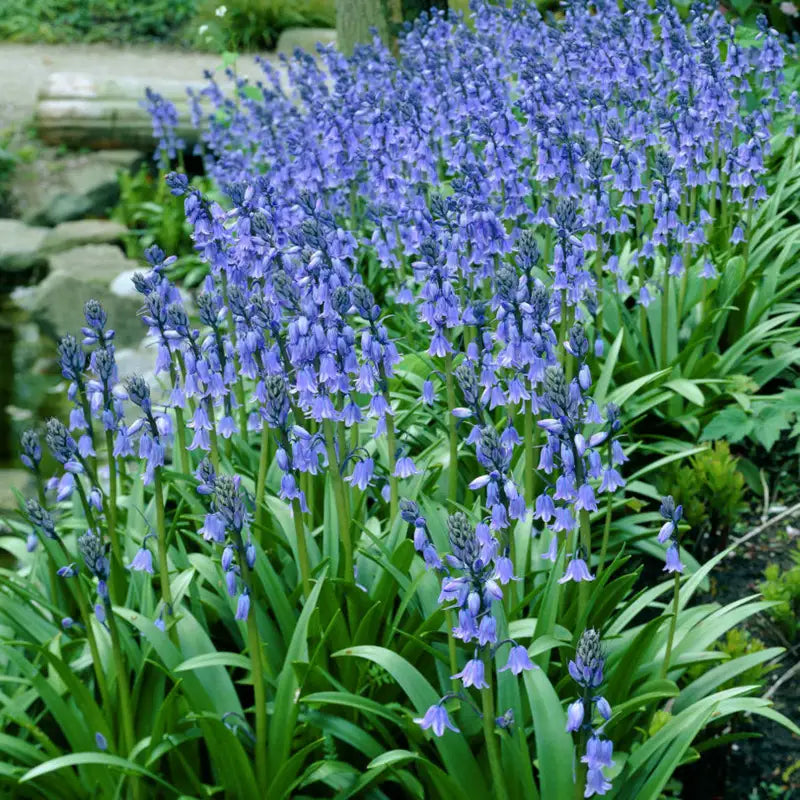 Scilla – Woodland Blue Bells | Hyacinthoides hispanica