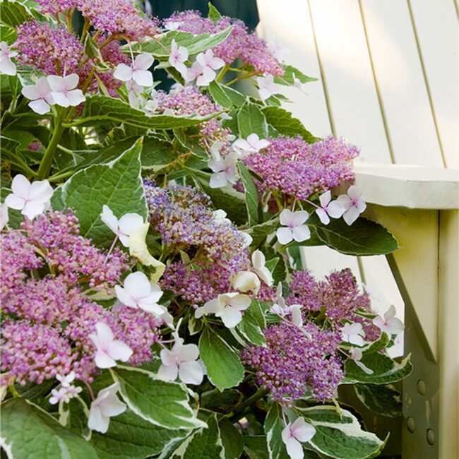 Hydrangea macrophylla ‘Variegated’ (Variegated Bigleaf Hydrangea)
