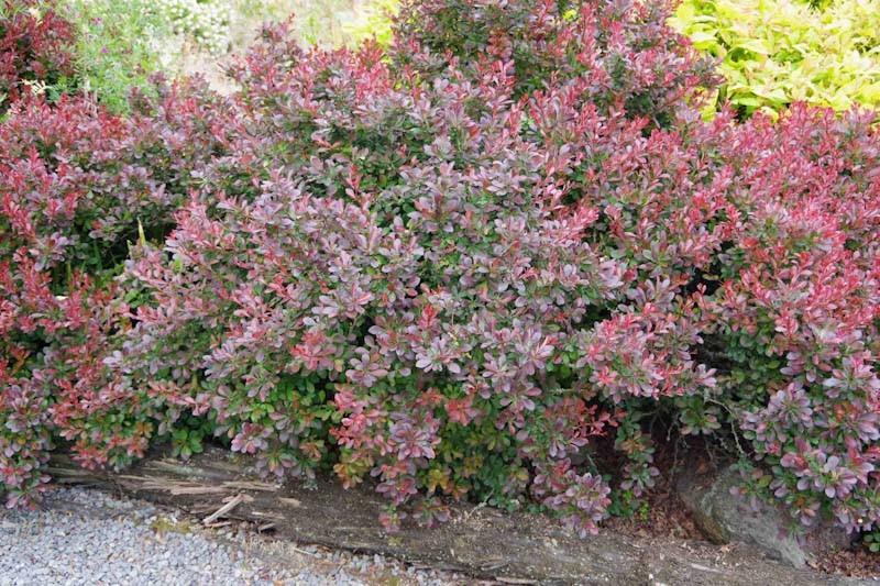 Berberis Thunbergii 'Little Favourite' (Little Favourite Barberry)