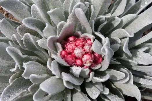 Helichrysum amorginum ‘Ruby Cluster’ – Ruby Clusters
