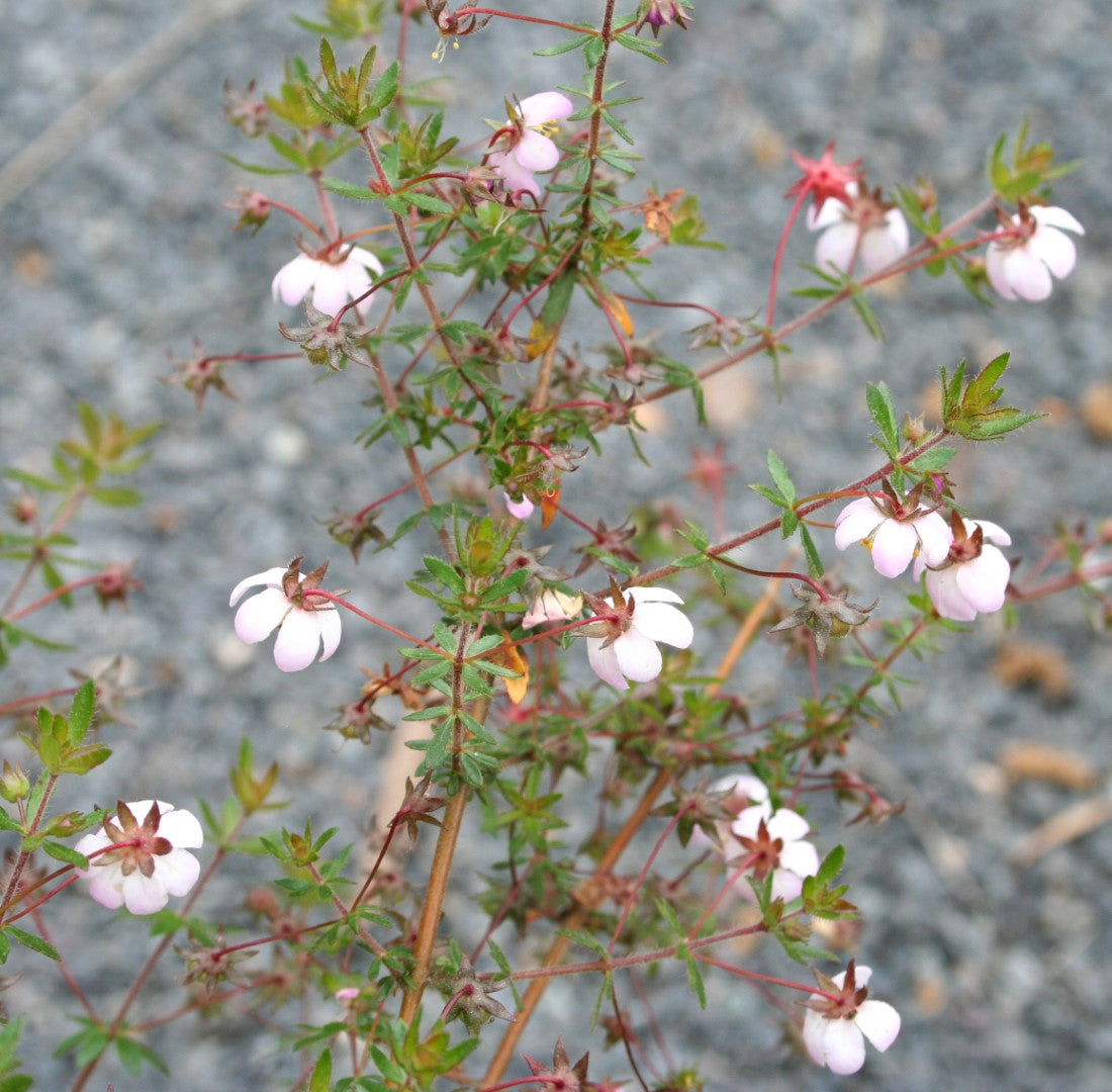 Bauera Rubioides ‘Prostrate White’ (Prostrate White River Rose)