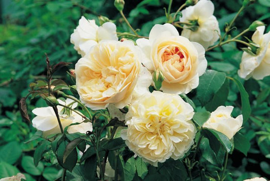 Rosa 'Lichfield Angel' (Lichfield Angel English Rose)