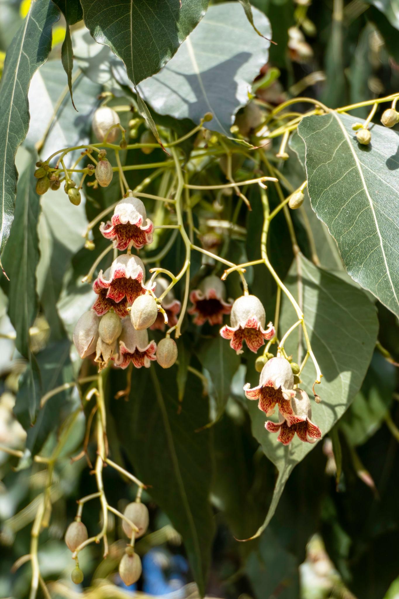 Brachychiton Populneus (Kurrajong)