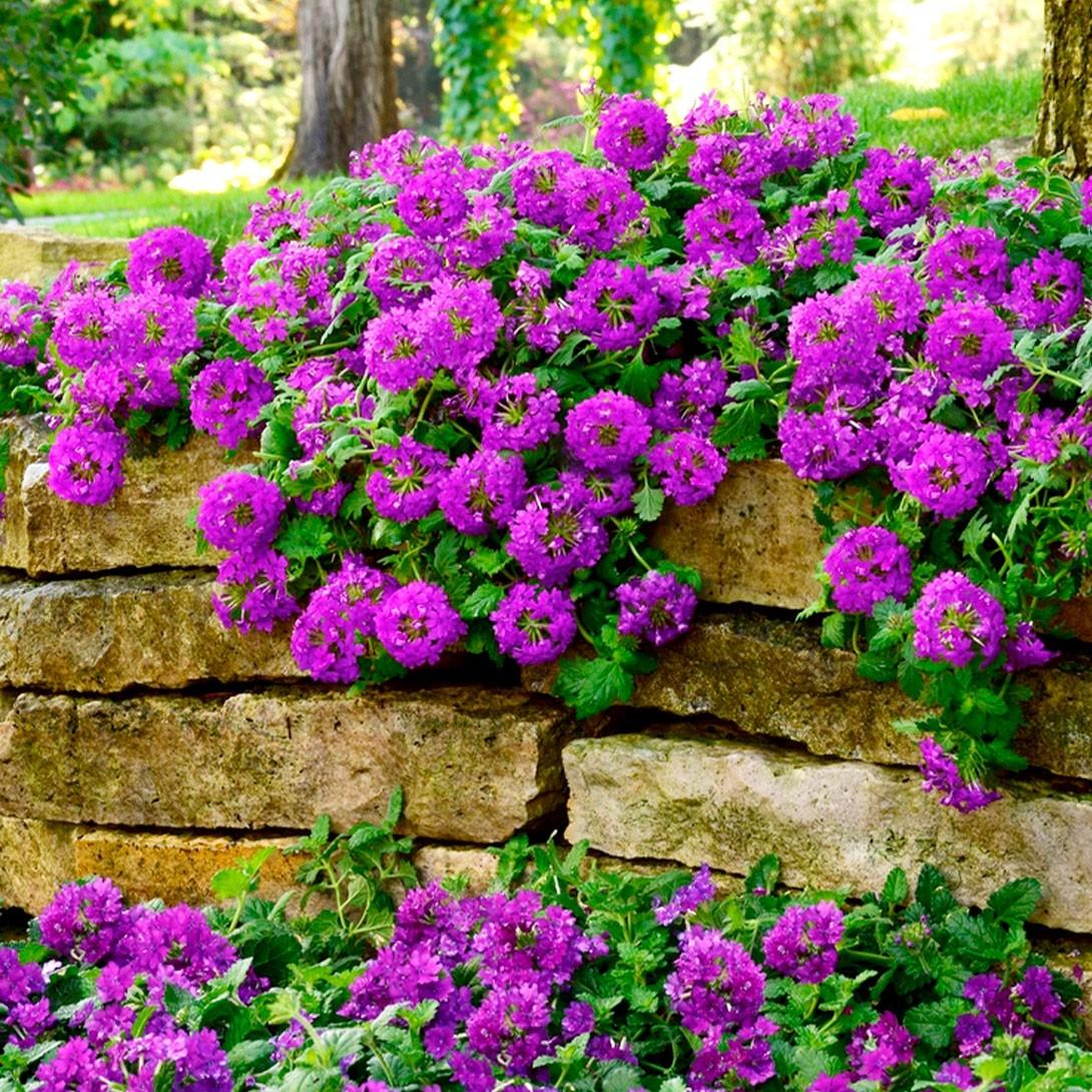 Verbena Canadensis ‘Homestead Purple’ (Homestead Purple Verbena)