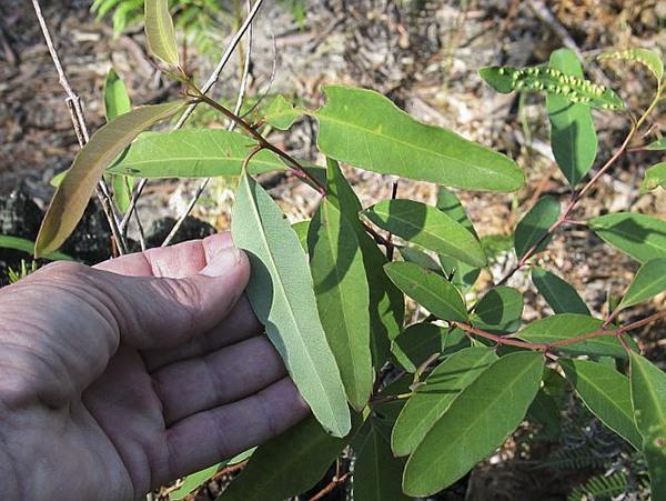Eucalyptus Botryoides (Bangalay)