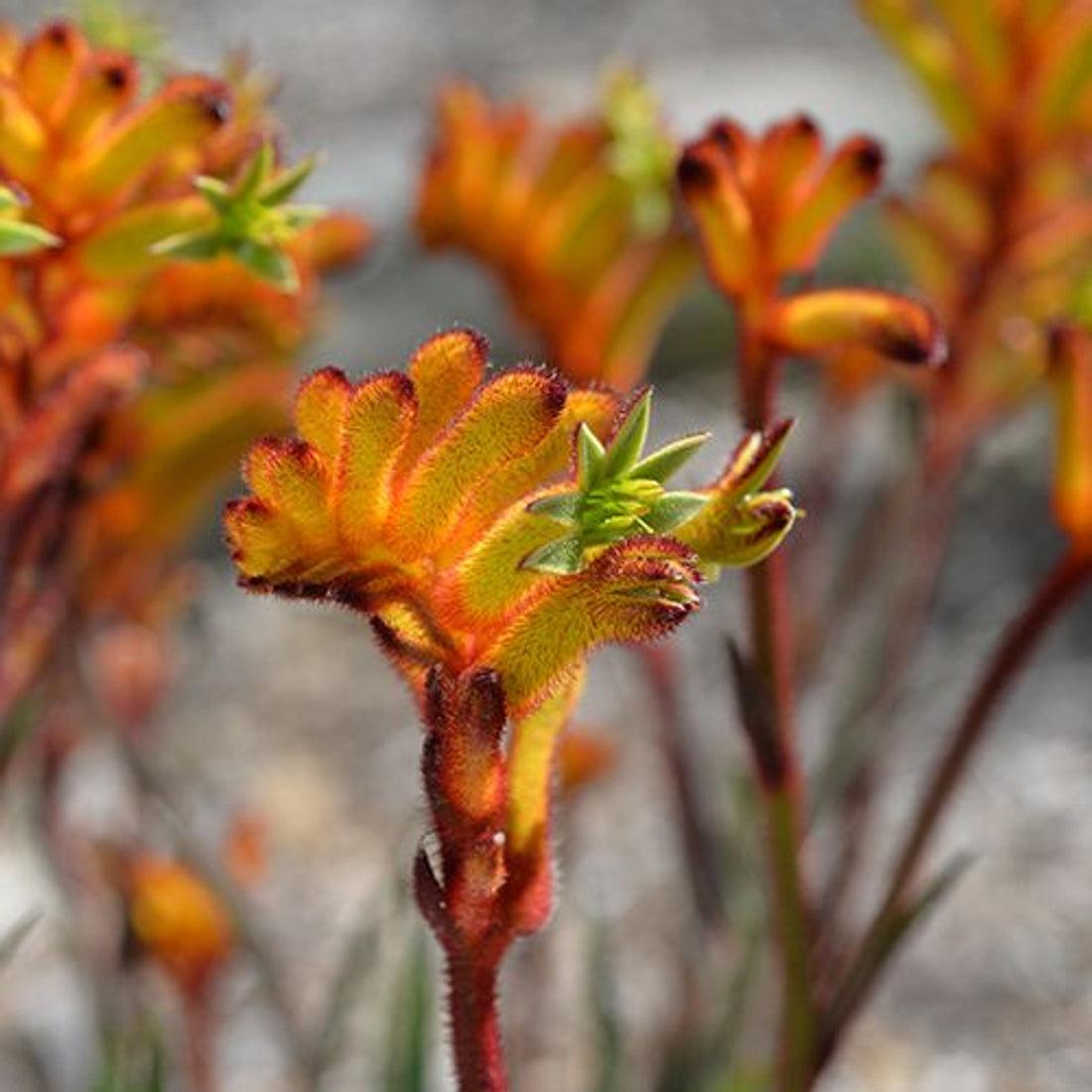 Anigozanthos ‘Bush Fire’ (Kangaroo Paw)