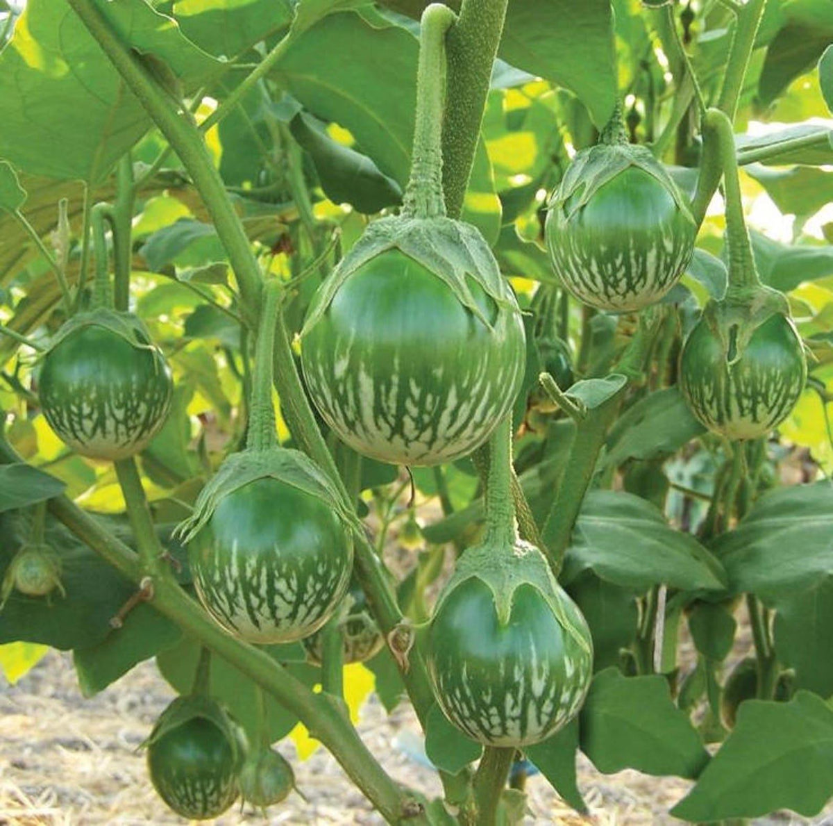 Solanum Melongena (Thai Eggplant)