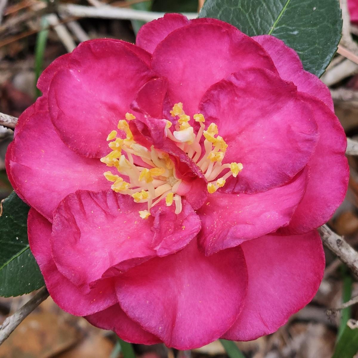 Camellia Sasanqua ‘Dazzler’ (Dazzler Camellia)
