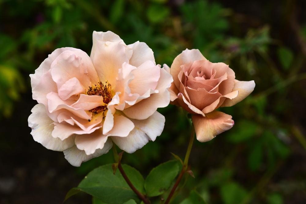 Rosa ‘Julia’s Rose’ (Julia’s Rose Hybrid Tea Rose)