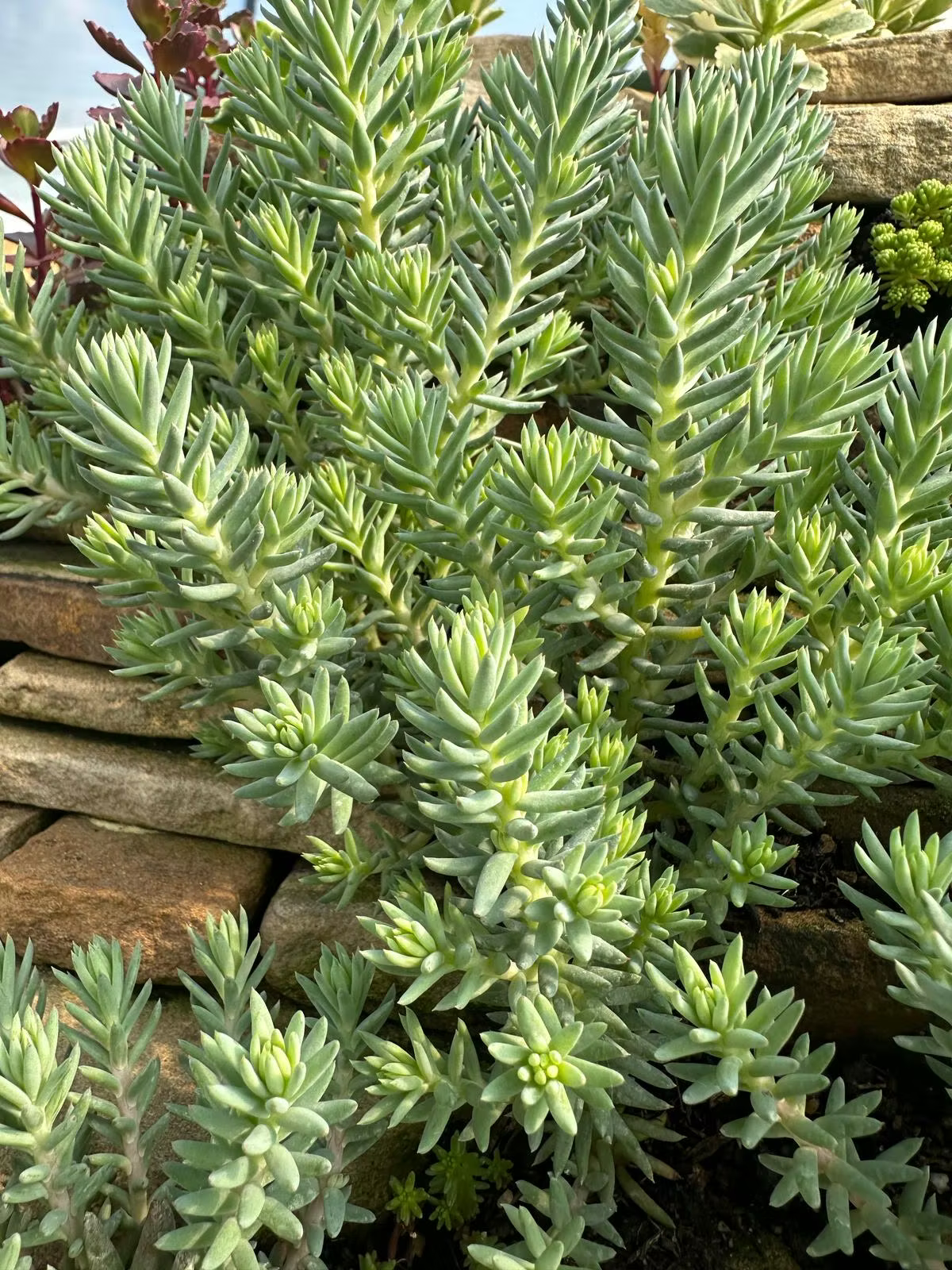 Sedum Rupestre ‘Blue Spruce’ (Blue Spruce Stonecrop)