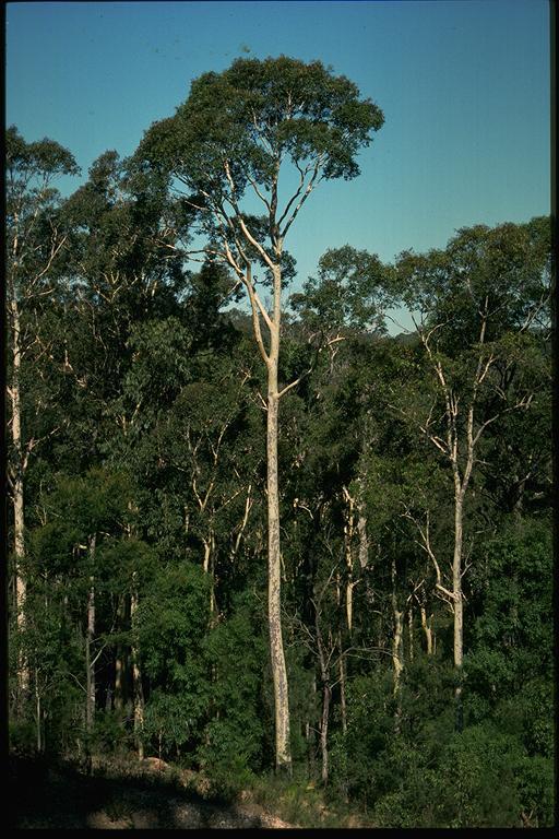 Corymbia Maculata (Spotted Gum Tree)