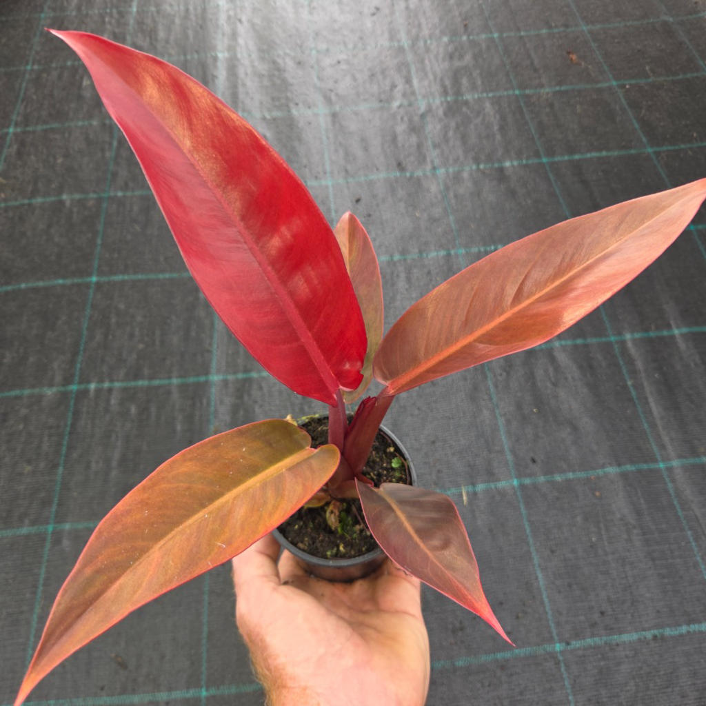 Philodendron Erubescens Sun Red