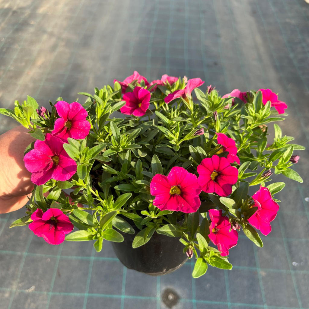 Calibrachoa hybrida ‘Calitastic™ Dark Red’ (Calibrachoa / Million Bells)