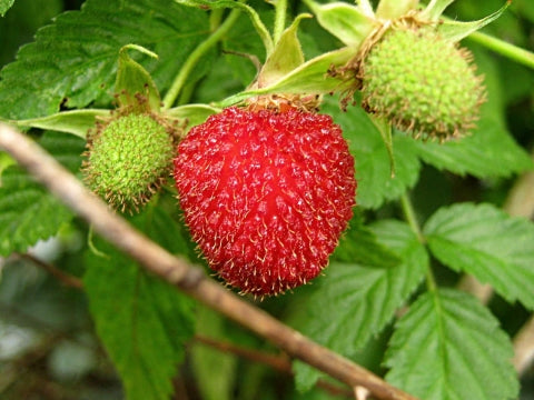 Rubus rosifolius (Native Raspberry)