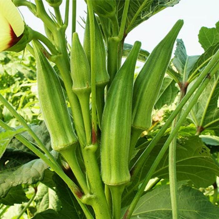 Abelmoschus Esculentus (Okra)