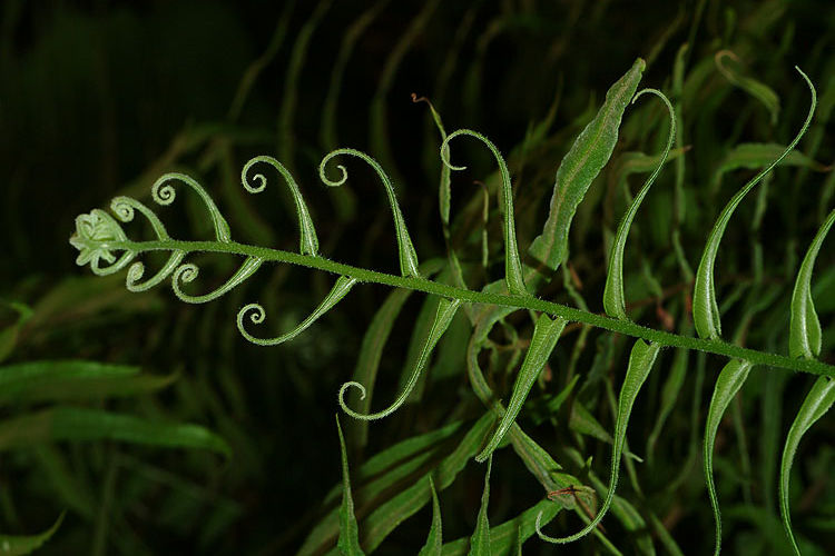 Pteris vittata (Chinese Brake Fern / Ladder Fern)