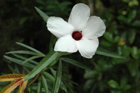 Hibiscus Heterophyllus (Native Hibiscus)