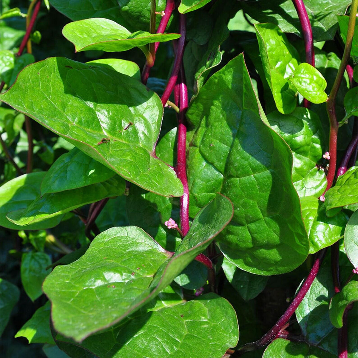 Basella Rubra (Spinach Climbing Red)