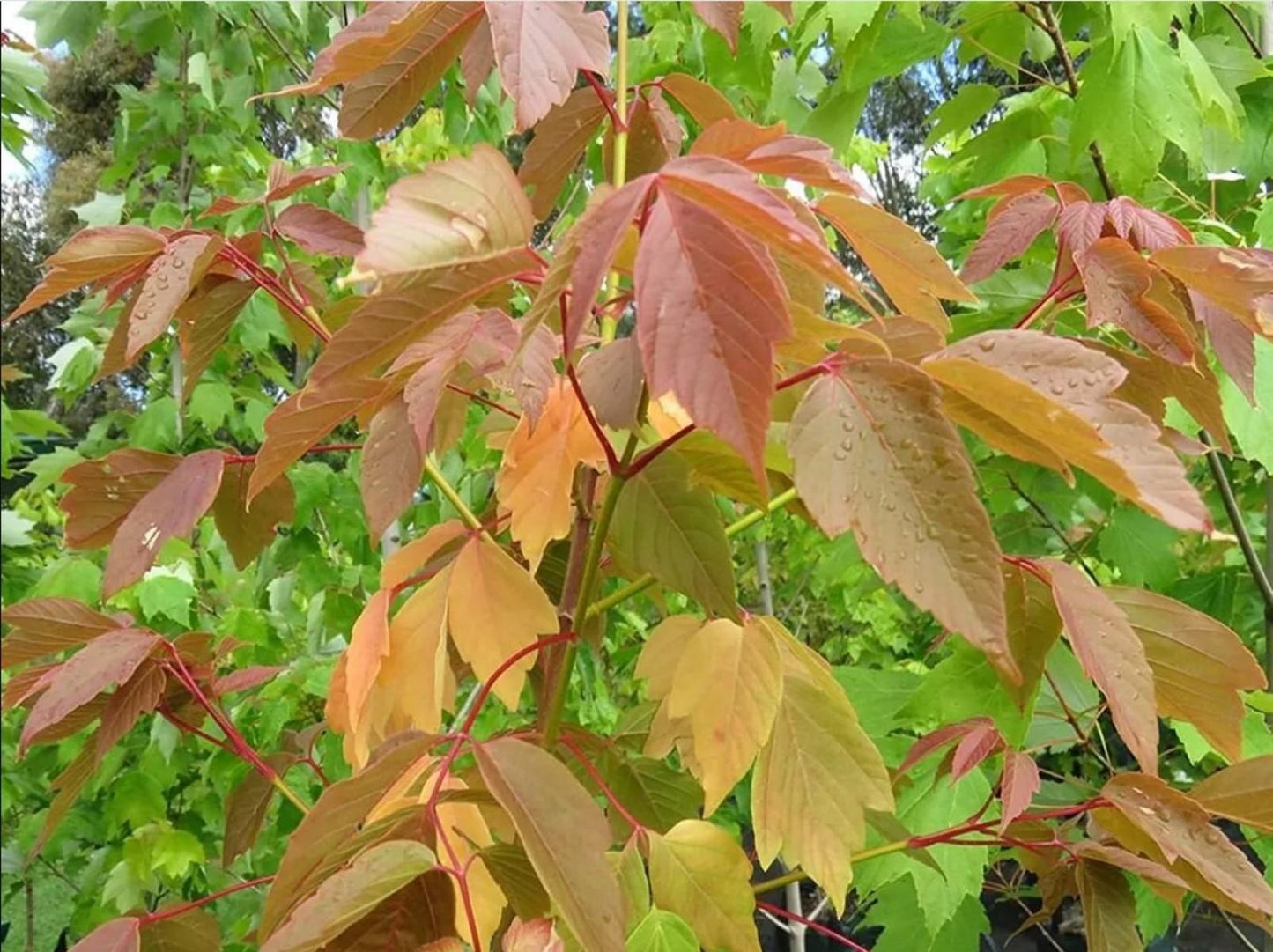 Acer negundo ‘Violaceum’ (Lavender-Twigged Box Elder)