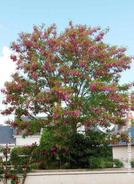 Robinia × margaretta 'Casque Rouge' (Casque Rouge Wisteria Tree)
