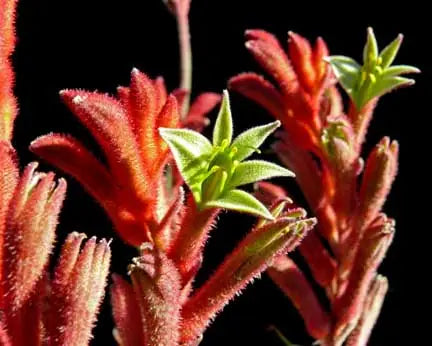 Anigozanthos ‘Bush Ranger’ – Red Kangaroo Paw