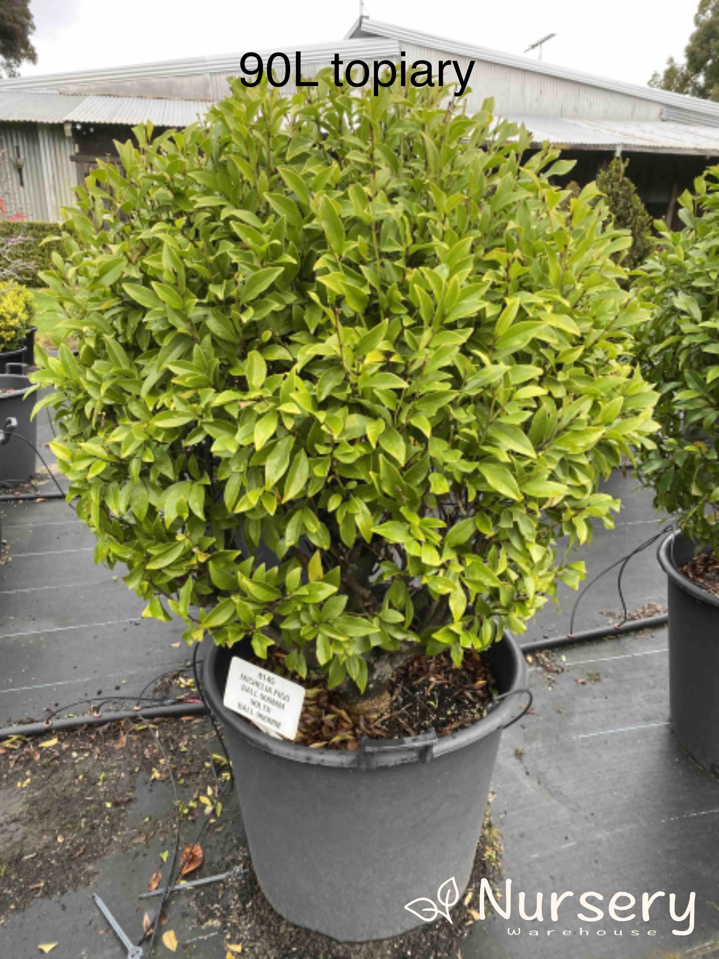 Michelia Figo (Port Wine Magnolia)