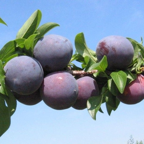 Prunus armeniaca × domestica ‘Plumcot’ – Plumcot Tree