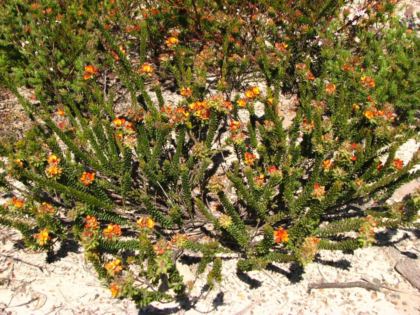 Pultenaea elliptica (Wreath Bush-Pea)