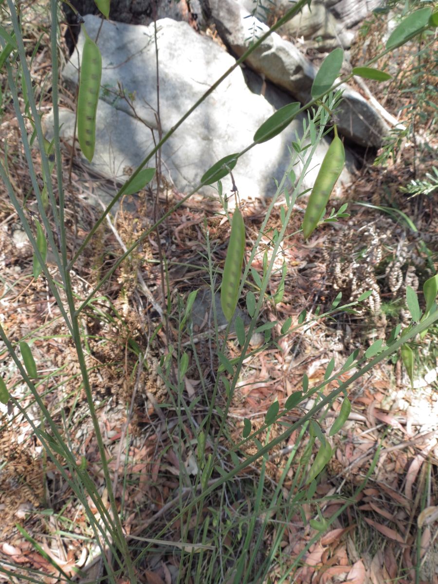Bossiaea heterophylla (Variable-leaf Bossiaea)