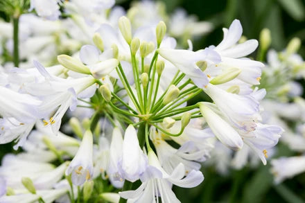 Agapanthus ‘Silver Baby’ (Silver Baby Lily of the Nile)