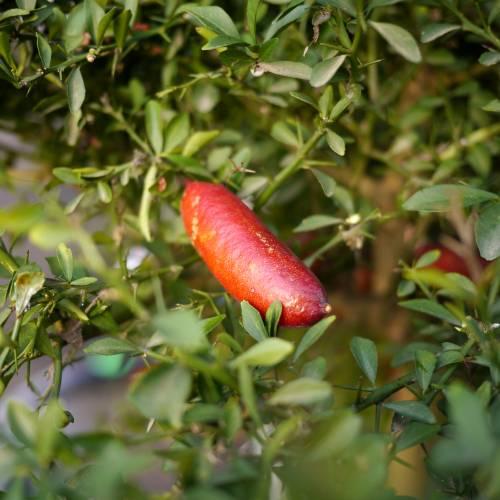 Citrus Australasica ‘Red Champagne’ (Red Champagne Finger Lime)