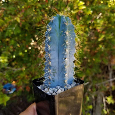 Pilosocereus Azureus (Blue Columnar Cactus)