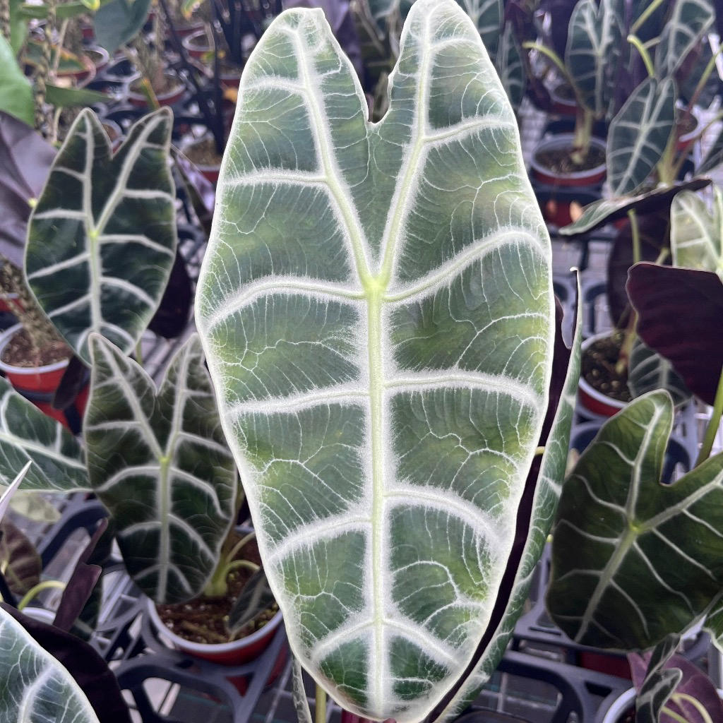 Alocasia watsoniana (Watson’s Alocasia)