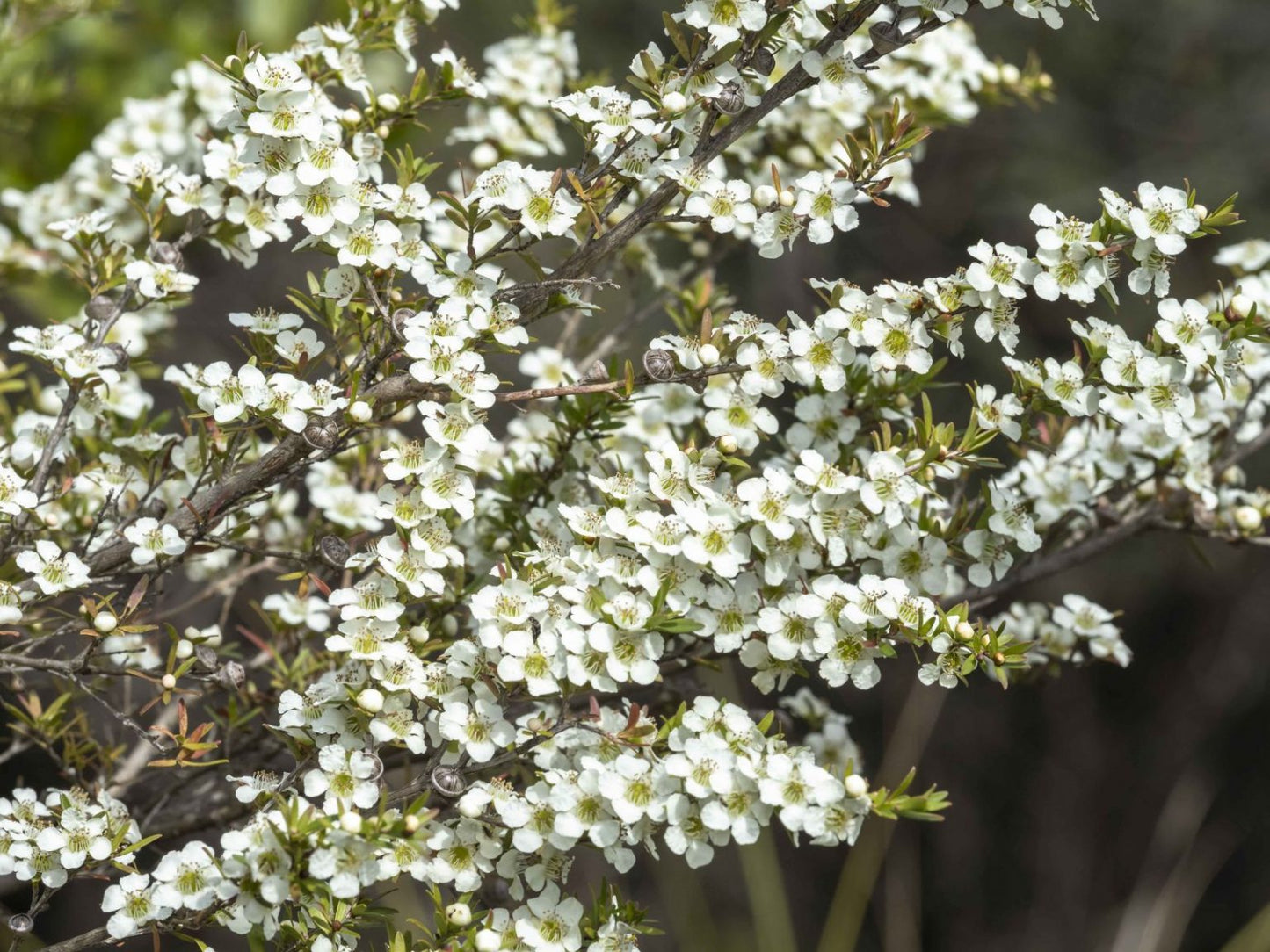 Leptospermum polygalifolium ‘Pacific Beauty’ – Tea Tree