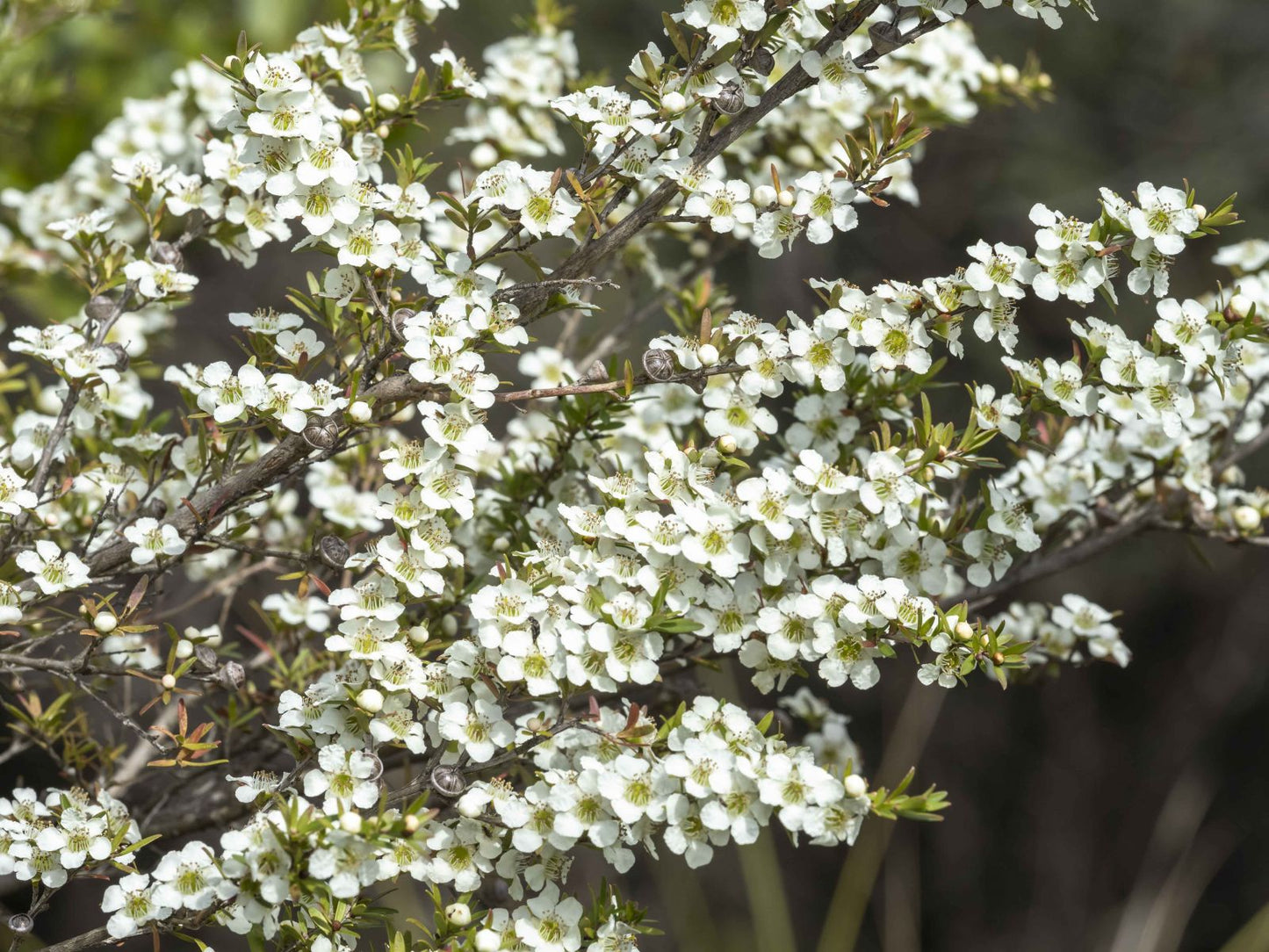 Leptospermum polygalifolium (New Zealand Tea Plant)