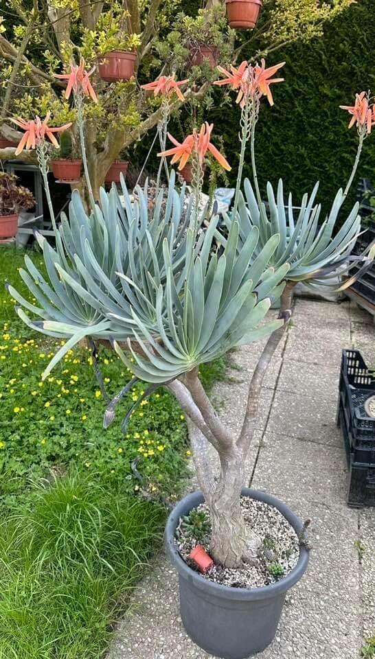 Aloe plicatilis (syn. Kumara plicatilis) (Fan Aloe)